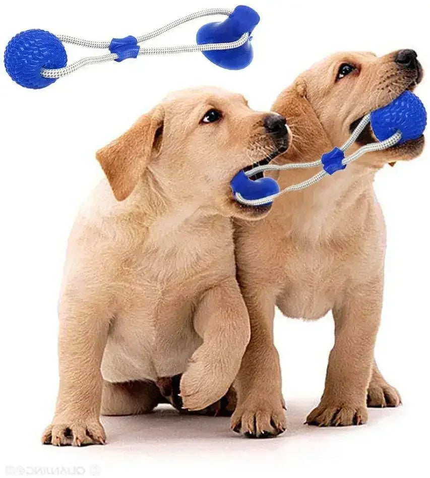 Suction Cup Dog Toy with TPR Ball